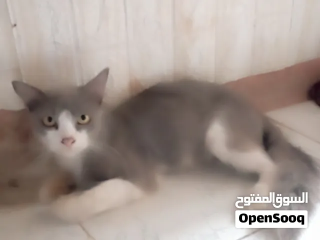 قطه  شيرازي للبيع