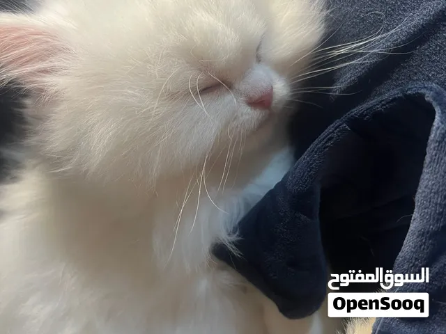 قطط سكوتش فولد مهجن