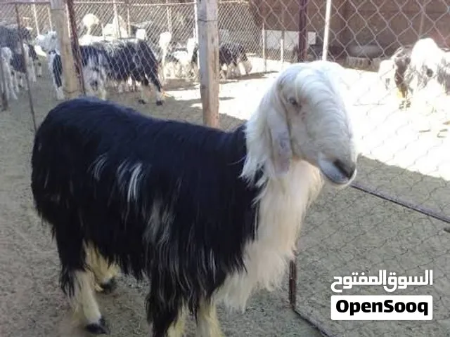مطلوب غنم نجدي مثل الي في الصور