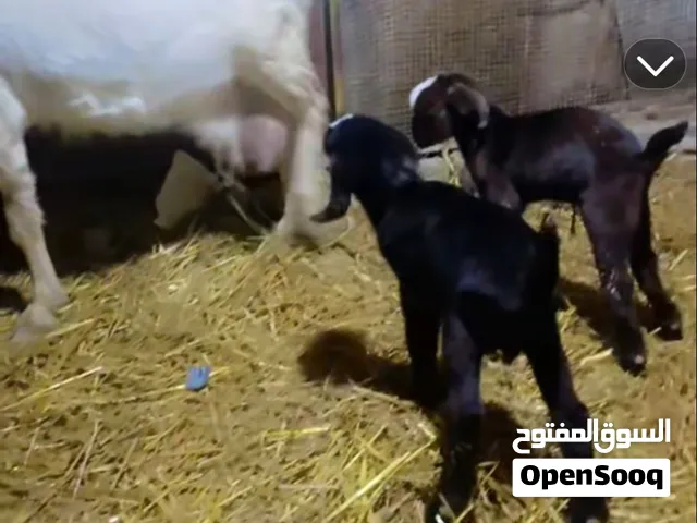 ماعز عربي وراهه توم
