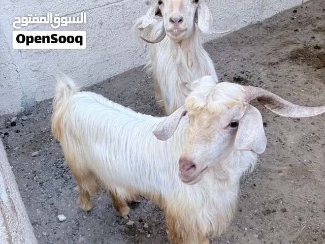 أغنام شاتين جاموديات أصل عشرات مع تيس وصخلة هجين من تيس باكستاني