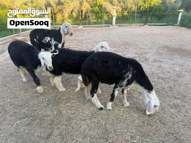 اغنام نجديه (عواسي) مال بيت نضيفات وولادات 4نثايا و2 فحله