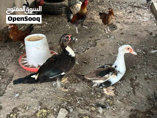 للبيع حيرانات