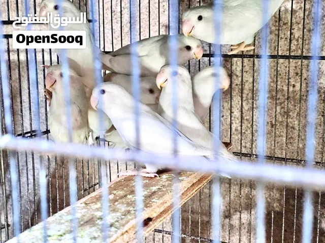 للبيع طيور روز غندور ابيض نقي انتاج بيت محمية