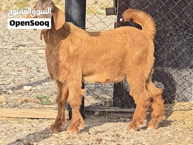 تيس من حلال الجواميد مستقبل فحل حلال الجبل الاخضر