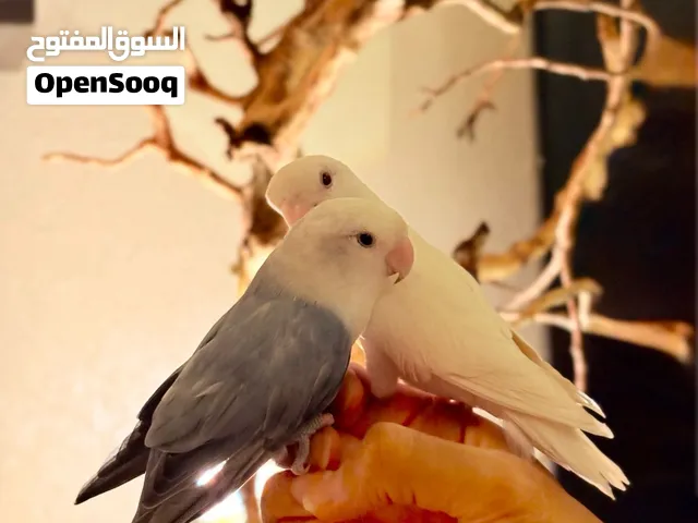 ببغاوات روزات أليفه