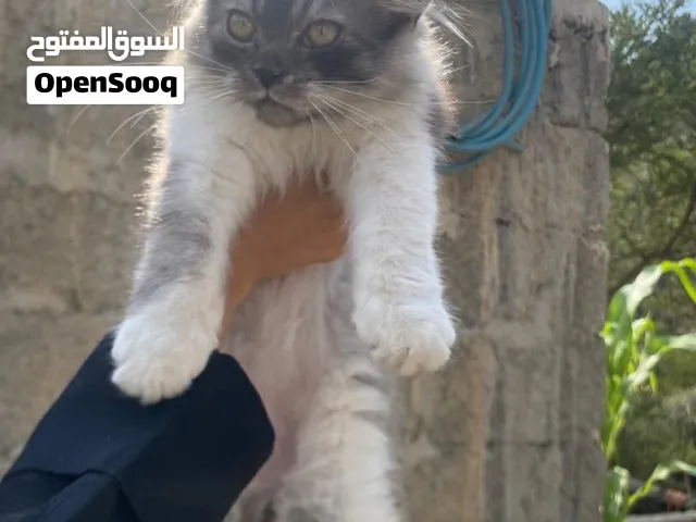 قطط لي بيع الموقع تعز يوجود خدمات توصل السعر مناسب