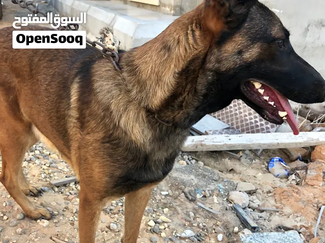 كلبة مينوا انتى للبيع عمرها من سته لسبعه شهور