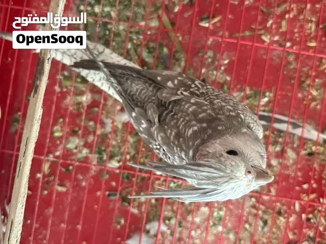 بغبغاء زوج منتج و فردي