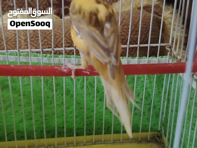 طيور كنار ذكور واناثي حبات حلوه القراء الوصف