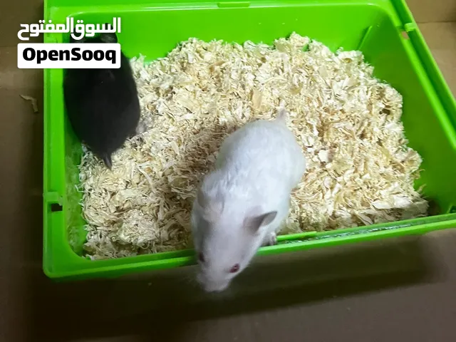 هامستر سوري