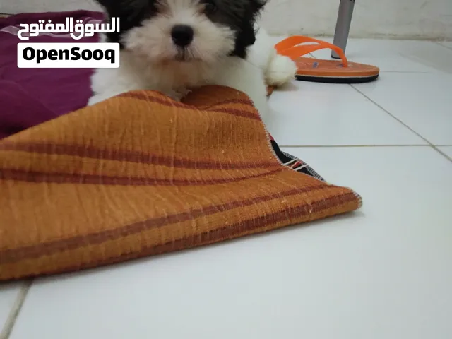 female shitzhu breed puppy