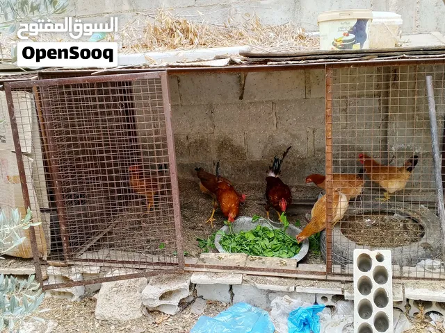 دجاج بلدي حبات نخب النخب