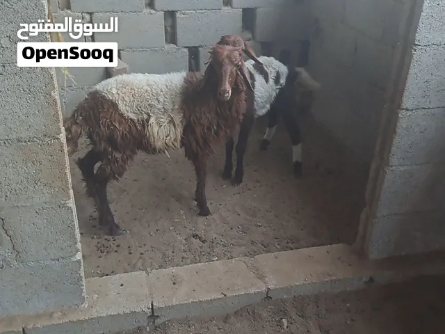 جعد حمله وكيش
