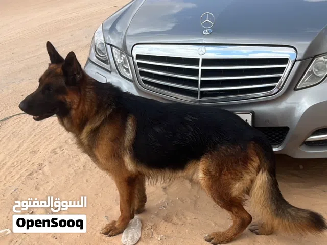 سرقة كلب شيفرد جرمني