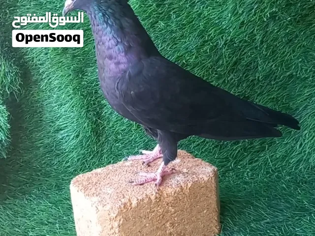 اربع إناث كويتي قلاب للبيع