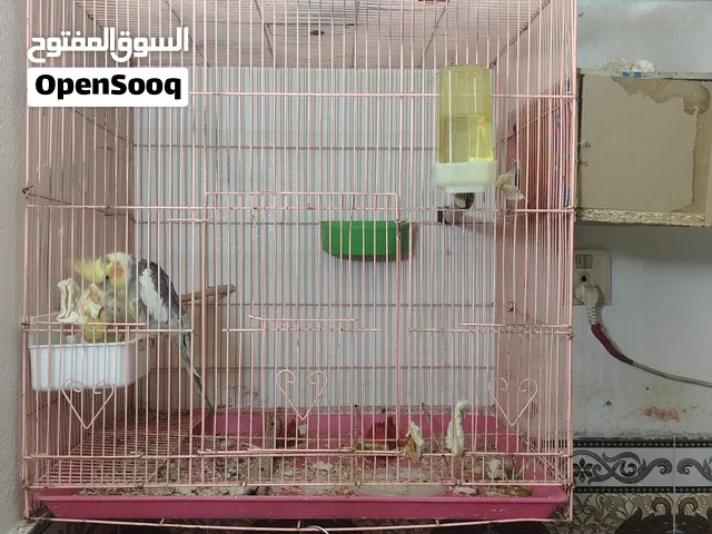 السلام عليكم كوكتيل زوج للبيع هنه والقفص وحشيات عمرهن ما اعرف السعر  50 قفل