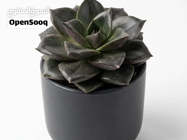 Holland Imported Live Echeveria Succulent in Ceramic Pot (5cm)