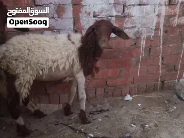 بدريه بدريه لبانه عمر اربع شهور