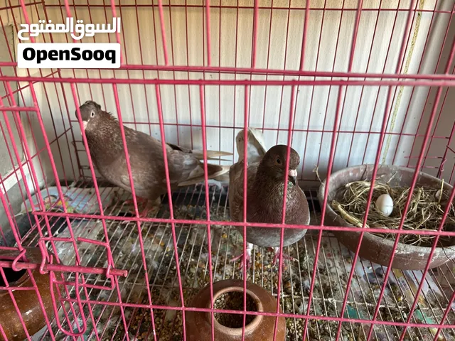 جوز حمام رومى محترم .