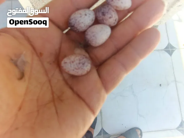 اسلام عليكم اخوان عندي نثية بلبل خشنه أقرأ وصف
