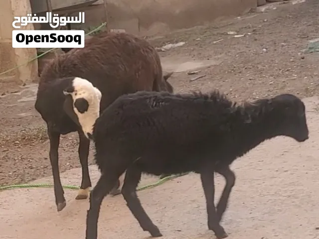 شاة وخروف للبيع في صنعاء المطار