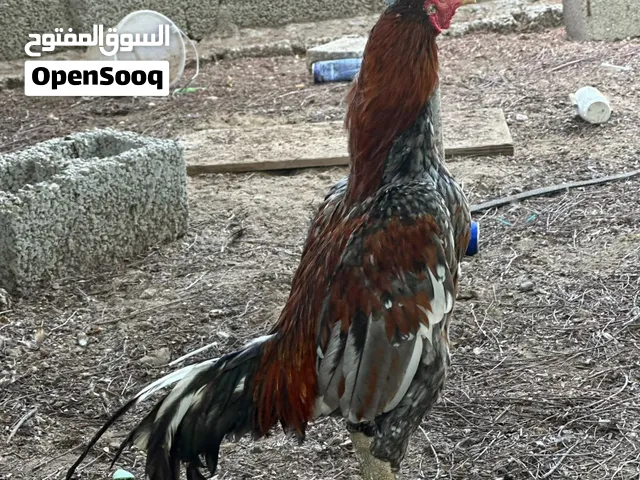 طيور للبيع طيور زينة