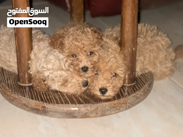 بودل توي ذكور للبيع بسعر مغري جدًا