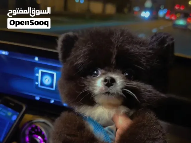 جرو بوميرانيان ذكور شهرين