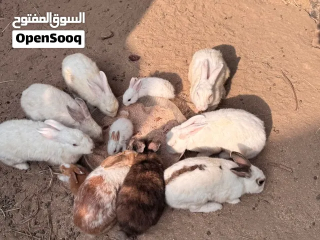 ارانب للبيع ذكور اناث مكس هولندي عماني