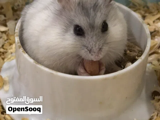 هامستر روسي 60 aed درهم