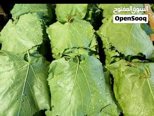 لف دوالي الكيلو 2 وتلقيط الملوخيه وغسلها وفرمها على اليد