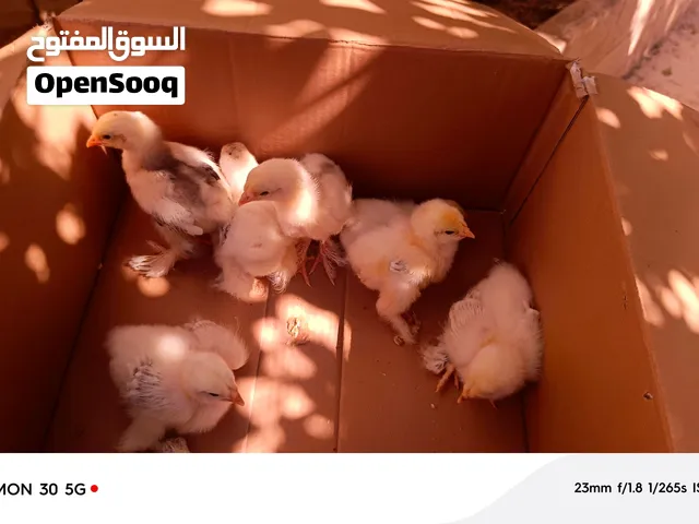 متوفر صيصان براهما