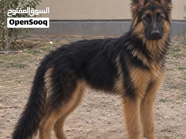 King german sheperd 5 months old- 4500 Aed