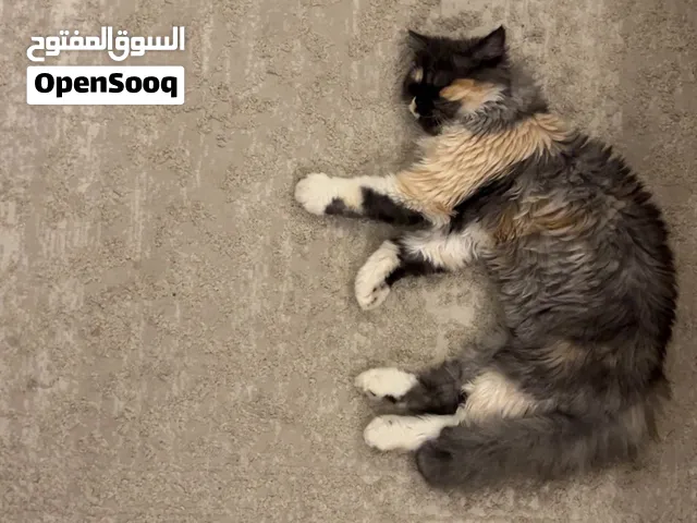 لتبني انثى شيرازيه  العمر 8 اشهر مع اغراضها