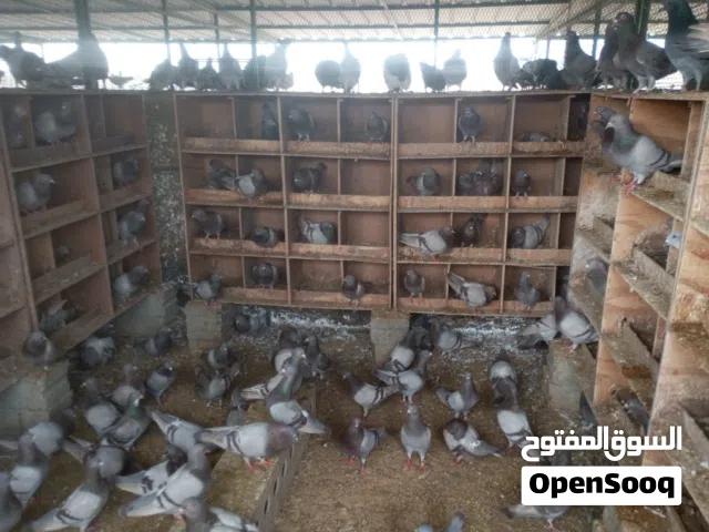 فرز ومعالجة الحمام