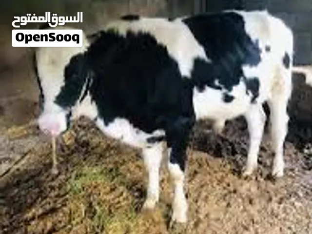عجوله  مشروطات على كل عيب