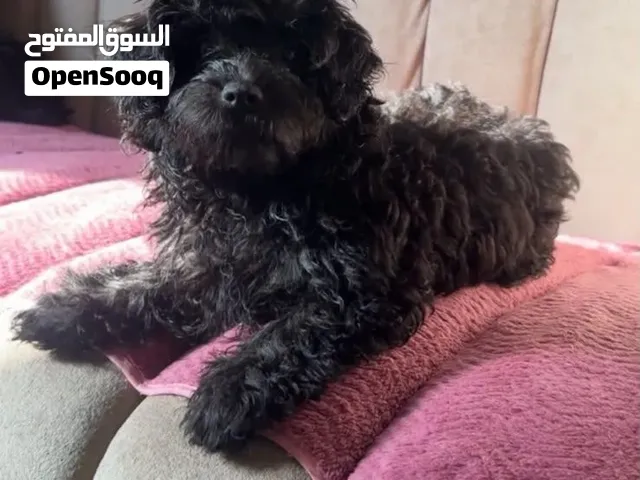 Dog for sale