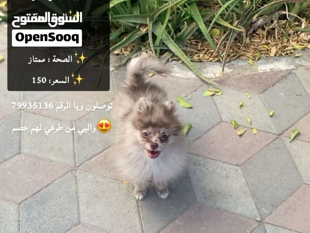 البيع كلب العمر سنه
