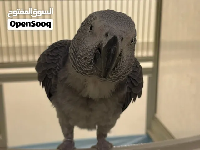 كاسكو للبيع