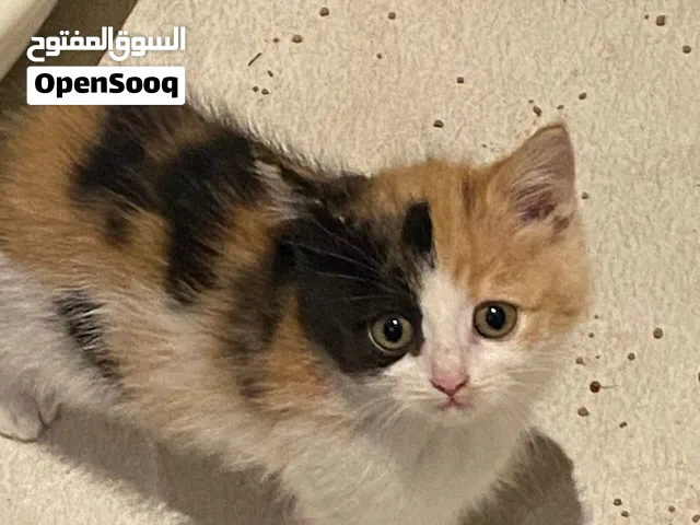 للبيع قطعة شيرازي