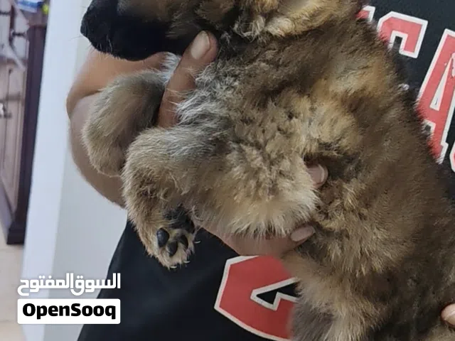 Sable German shepherd