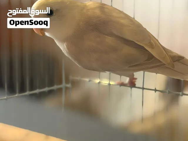 طير روز للبيع