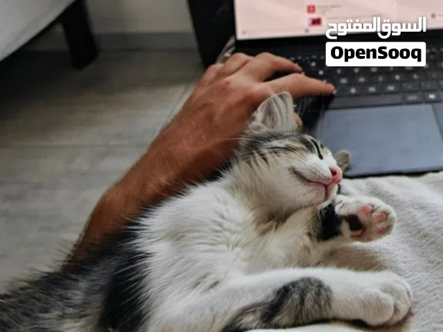 Lucy cherche une famille à La Marsa