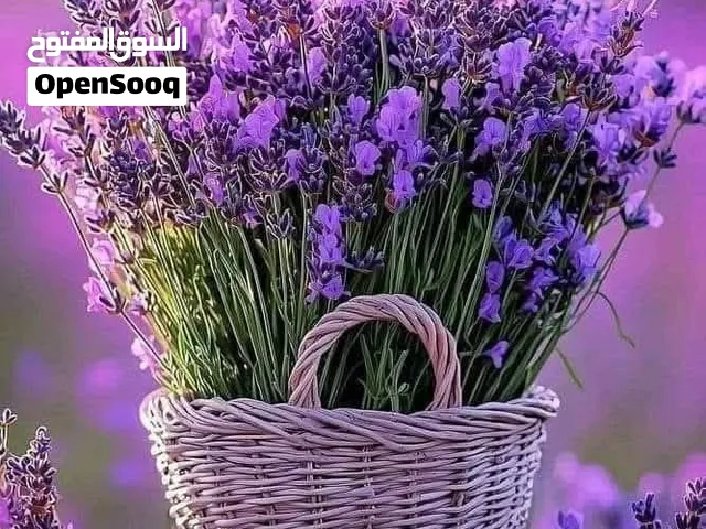 تأسيس  لغة عربية وقرآن كريم