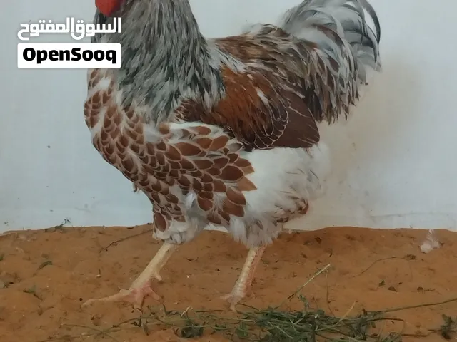 دجاج ون دوات
