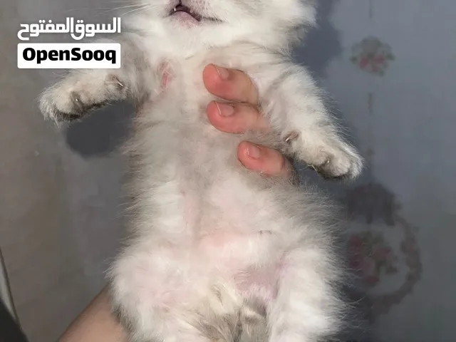 قطط سكوتش فولد مهجن