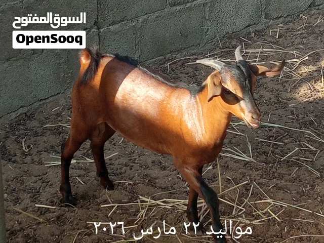 بيع 2 اغنام صلالي