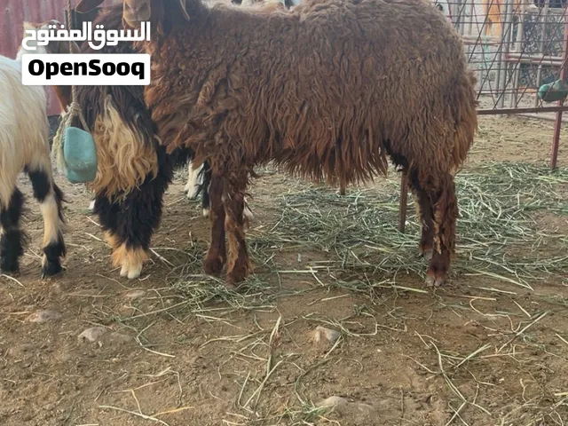 كبشان وتيسه للبيع