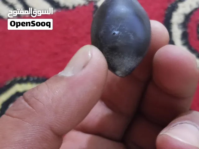 جزعة يماني